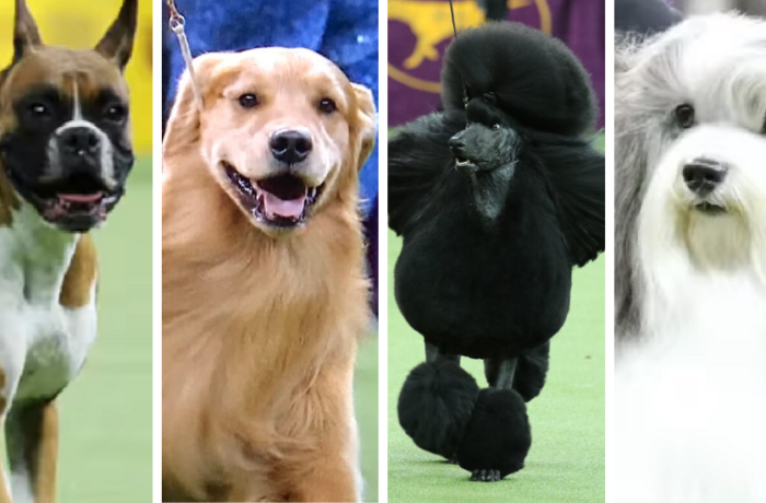 Alt text: dogshow_bestinshow